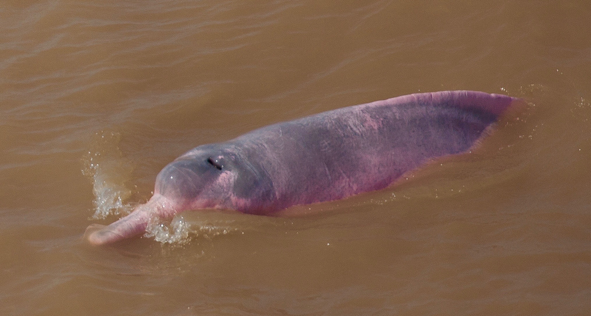خطرات زیست محیطی برای دلفین های آمازون