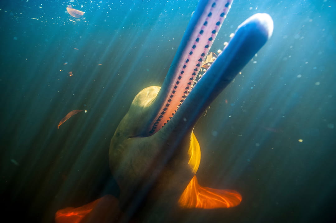 زیست گاه دلفین های صورتی آمازون