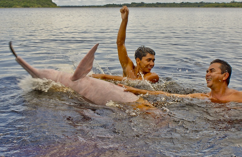 گردشگران و دلفین های صورتی