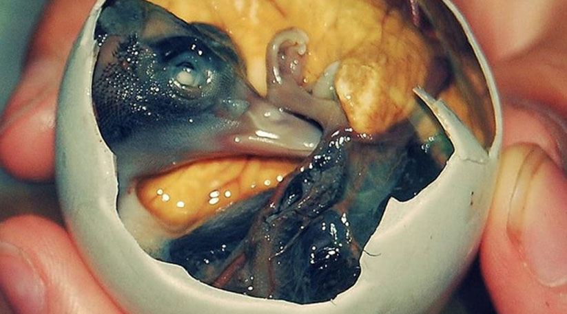 بالوت ترشی فیلیپینی