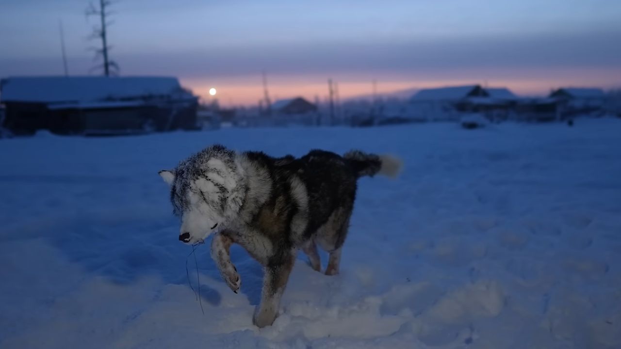گرگ روسی در منطقه خود مختار اویمیاکن در دمای منفی هفتاد و دو درجه سانتیگراد